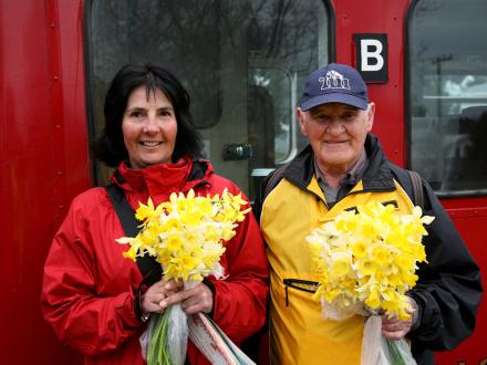 daffodil train ytip