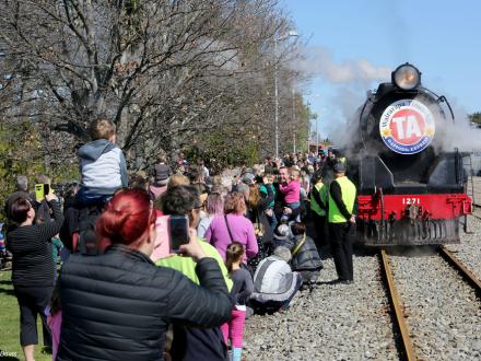 steam train daffodil masterton